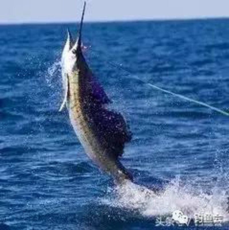 钓鱼入门：轻松掌握垂钓技巧